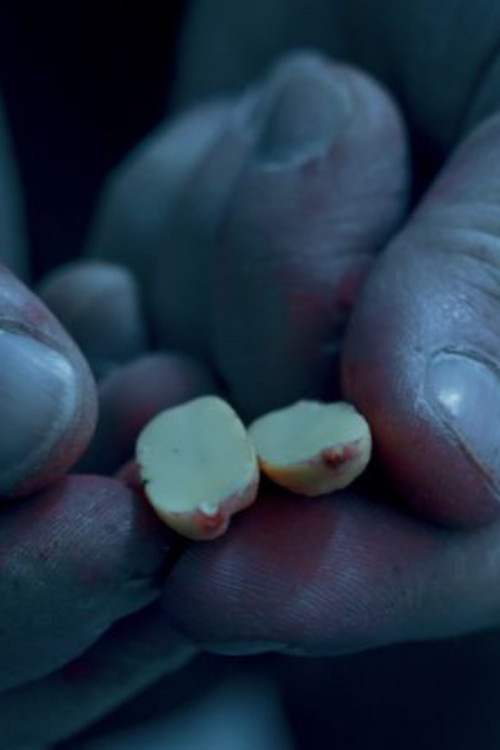 Kambium 1492 (2022) poster