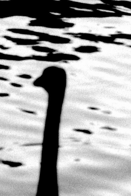 padrehijo / sueña / galicia (2018) poster