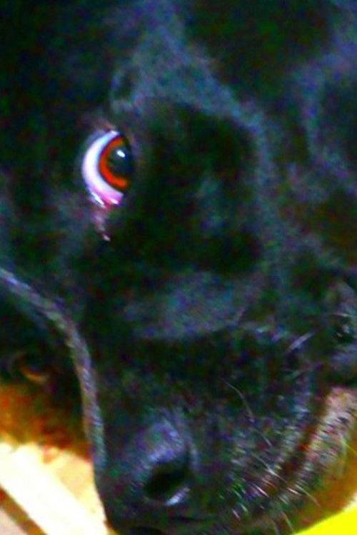 Hat, Where Is It? (2020) poster