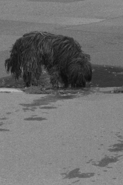 Puddles, I Don't Know (2018) poster