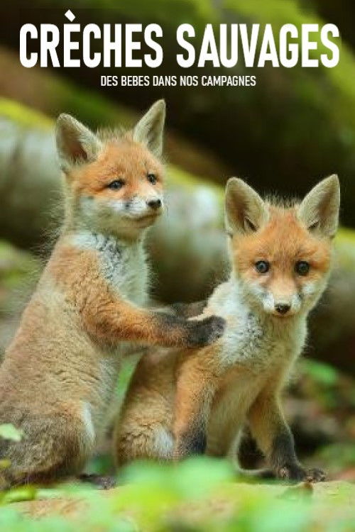 Crèches sauvages, des bébés dans nos campagnes (2017) poster