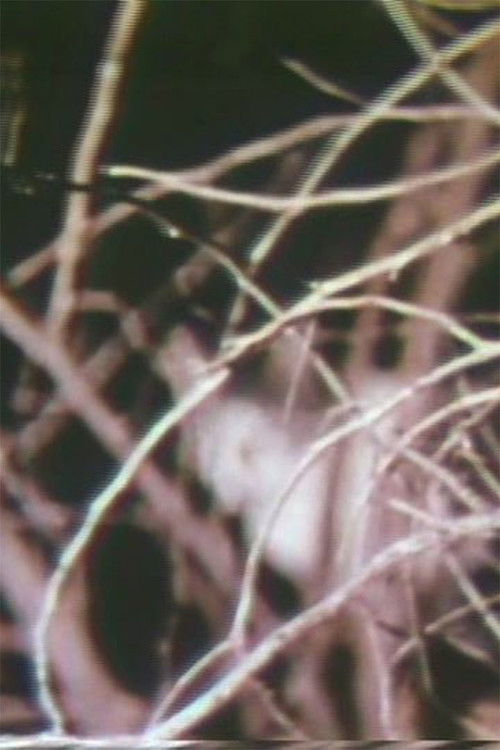 Nightcats (1956) poster