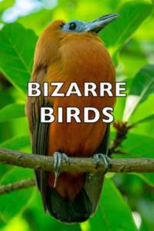 Bizarre Birds (2014) poster