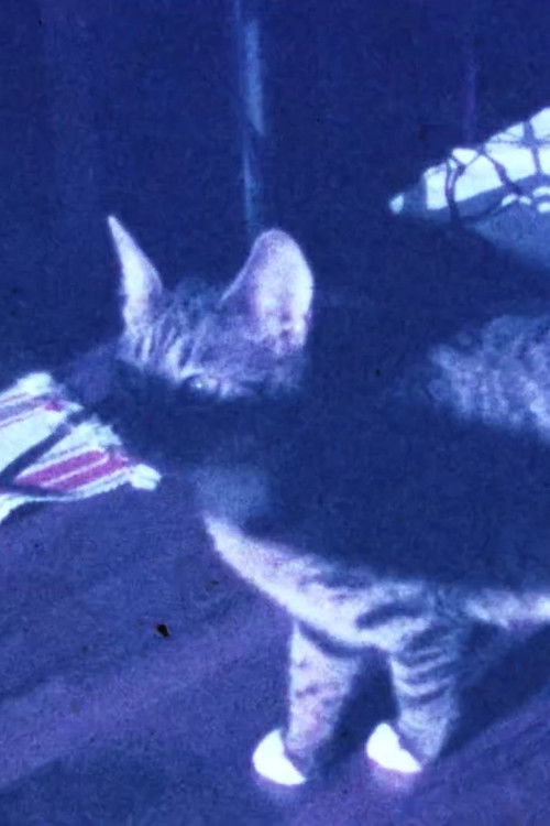 Winter Flare (2021) poster