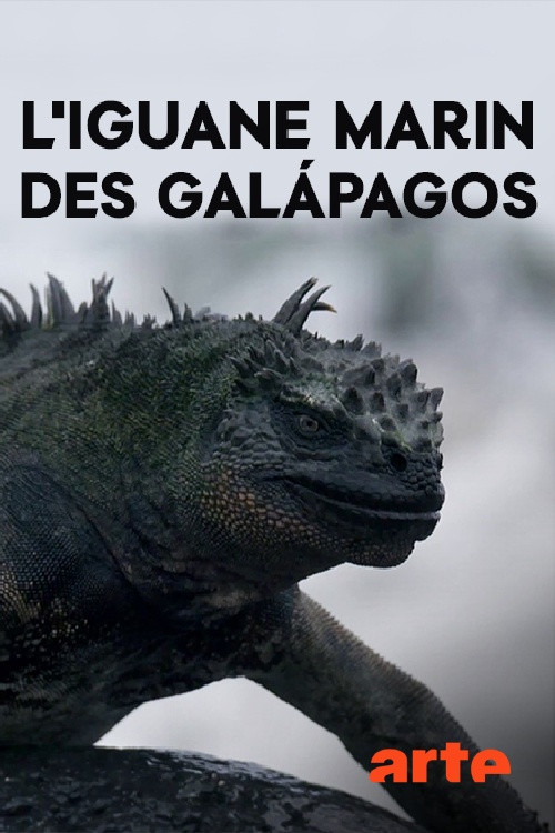 The Marine Iguanas of the Galapagos (2018) poster