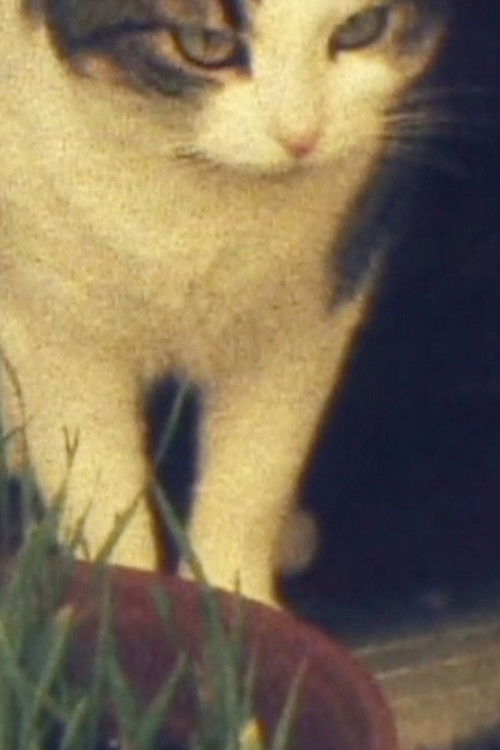 4pm, Coffee (2021) poster