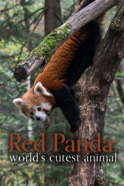 Red Panda: World's Cutest Animal (2017) poster