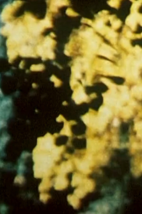 Broken Blossoms (1992) poster