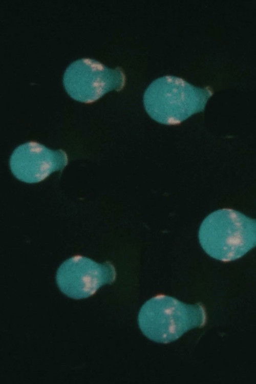 some cities (2017) poster