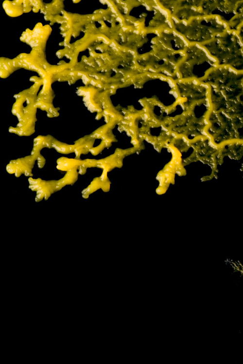 Ludi Florales (2015) poster