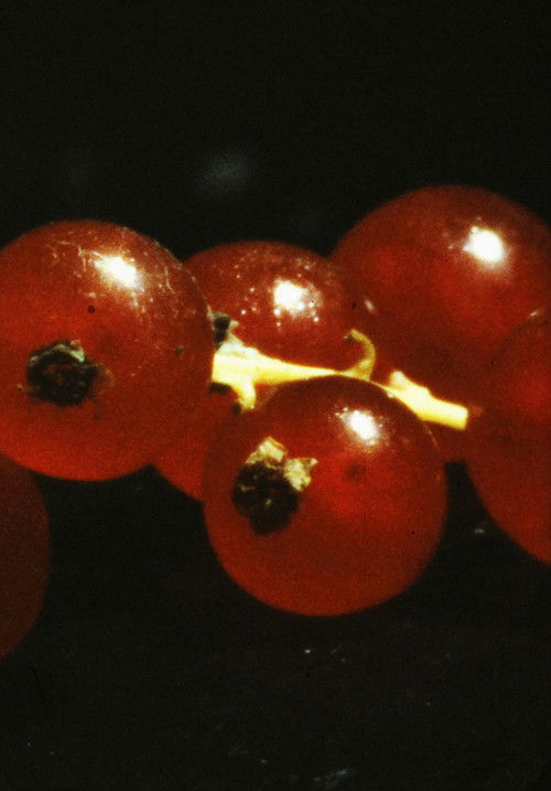 and so it came about (A Tale of Consequential Dormancy) (2023) poster