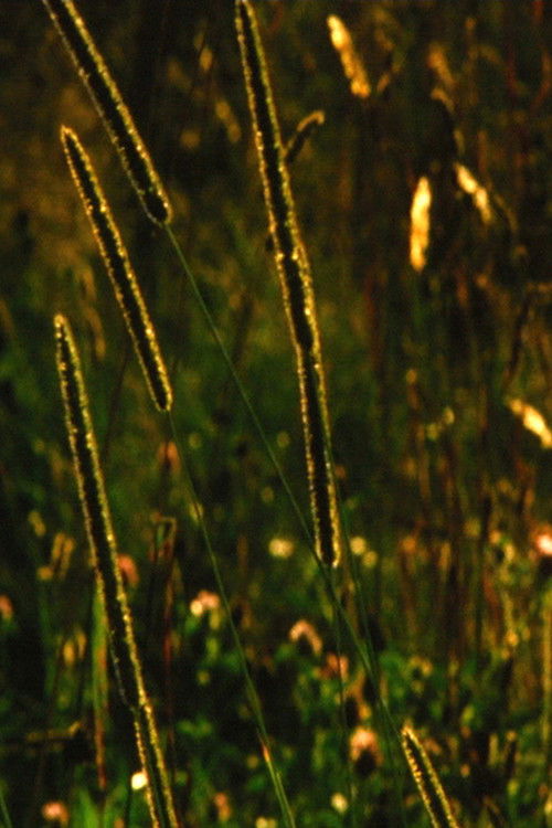 Evergreen (2005) poster