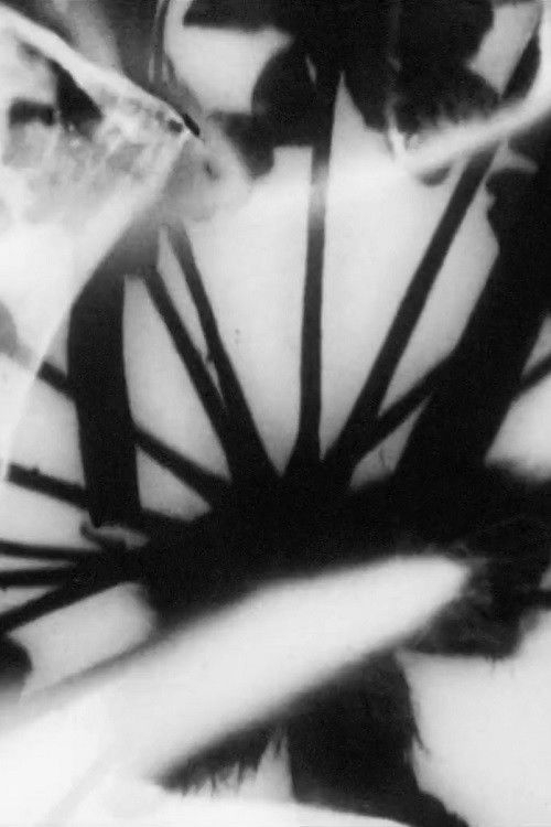 Daucus Buganvilia (2021) poster