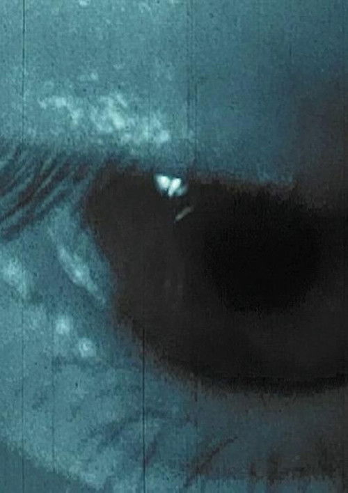 Fluffy Fluffy Calm Calm (1998) poster