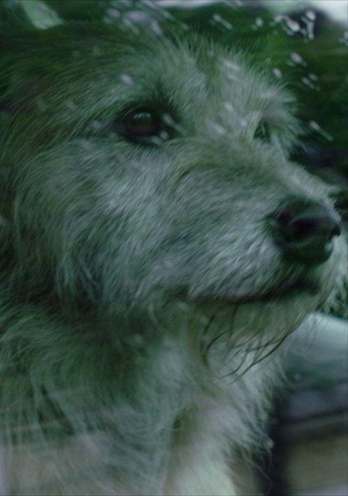 Doggone (2015) poster