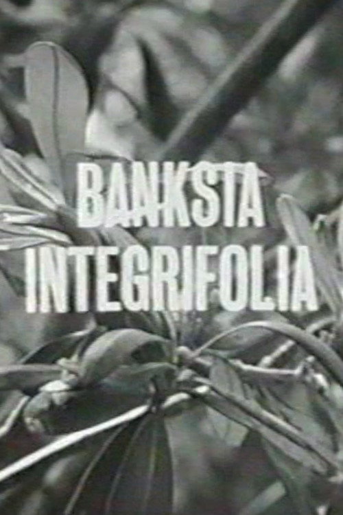 Banksia Integrifolia (1963) poster