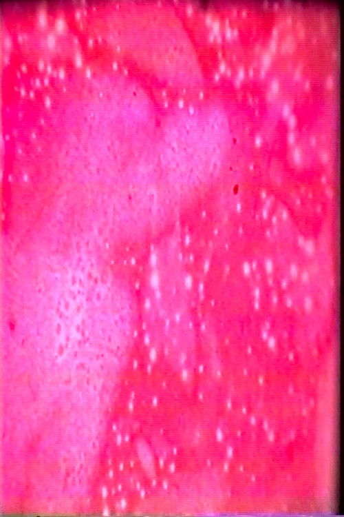 Space Cat (1999) poster