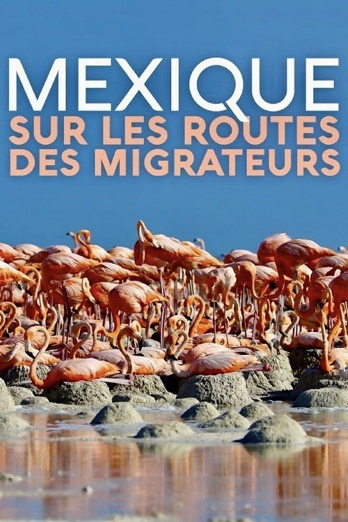 Mexique, sur les routes des migrateurs (2019) poster
