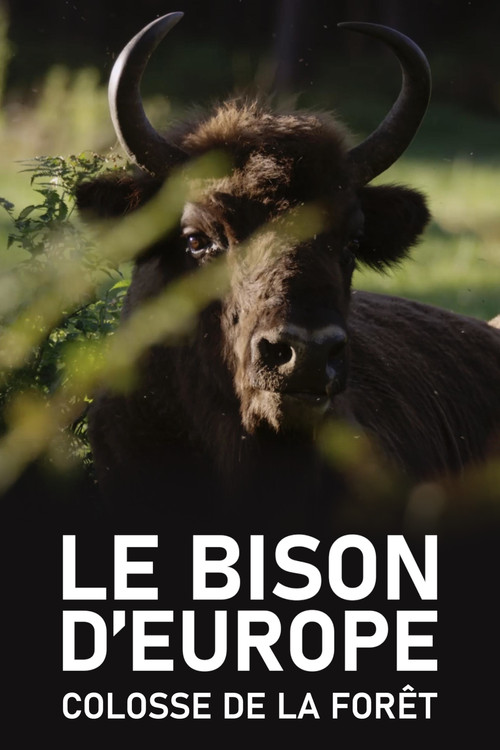 Le Bison d'Europe, colosse de la forêt (2023) poster
