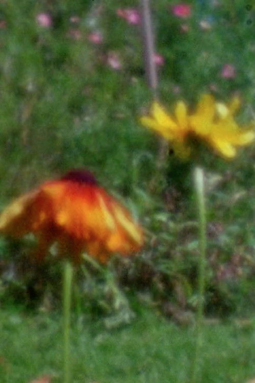 Con Brio (2012) poster