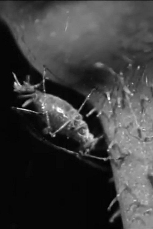 The Aphis (1930) poster