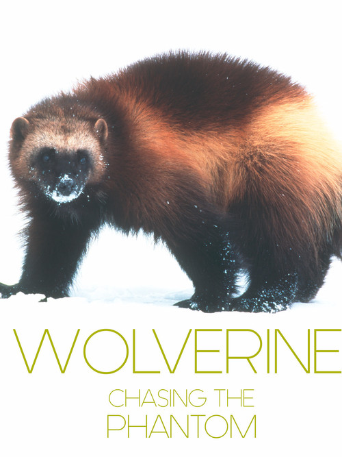 Wolverine - Chasing the Phantom (2010) poster