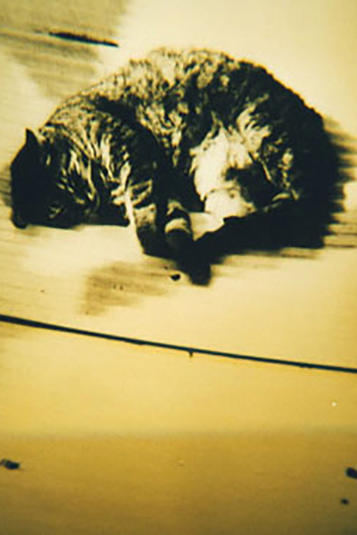 Animal Studies (1998) poster