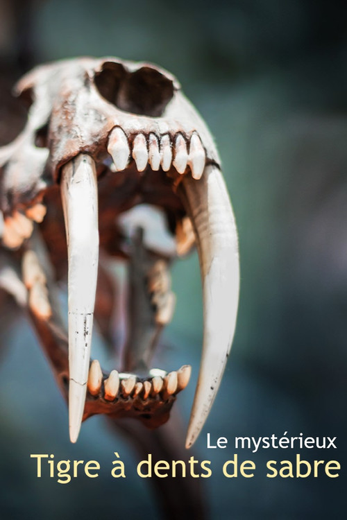 Le mystérieux tigre à dents de sabre (2024) poster
