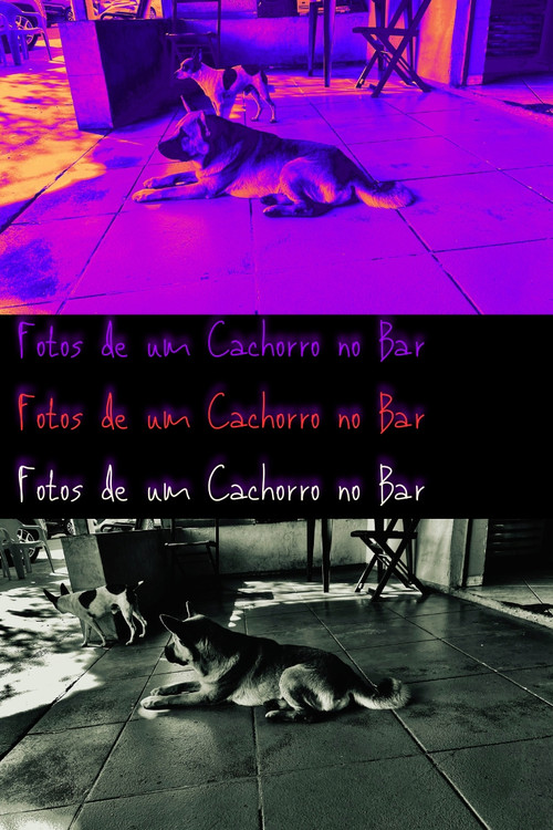 Pictures of a Dog at the Bar (2024) poster