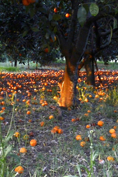 On the Fence (2017) poster