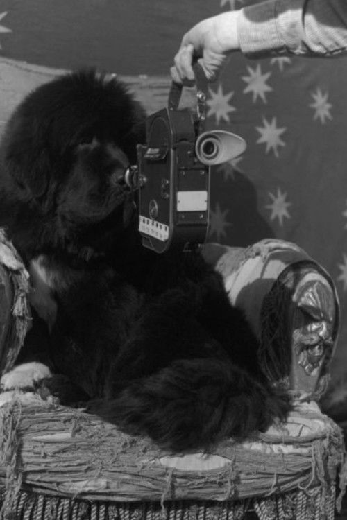 Gentle Giants (1995) poster