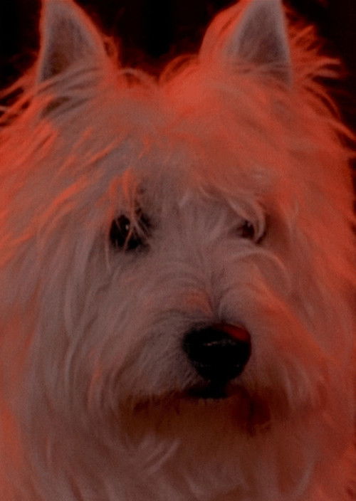 Two Dragons (1996) poster