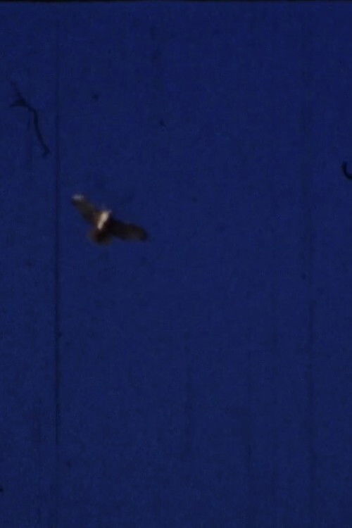 Flying Fish (2012) poster