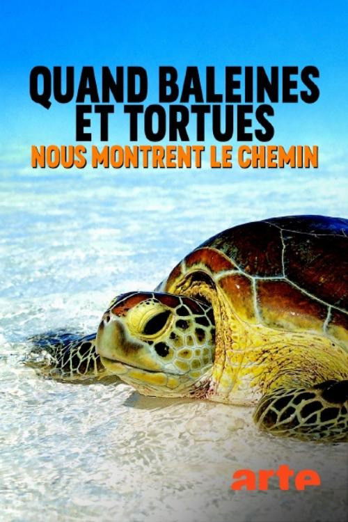 Quand baleines et tortues nous montrent le chemin (2020) poster