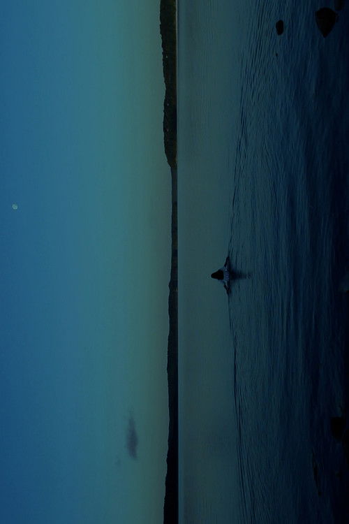 THE WATERS (2024) poster