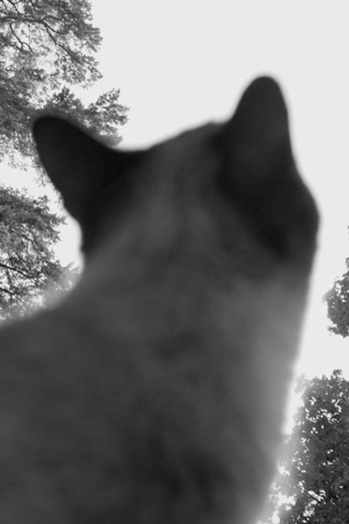 But Everyone Else Was Crying (2020) poster