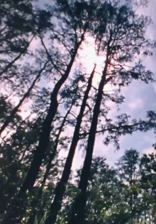 Wilderness: A Country in the Mind (1984) poster