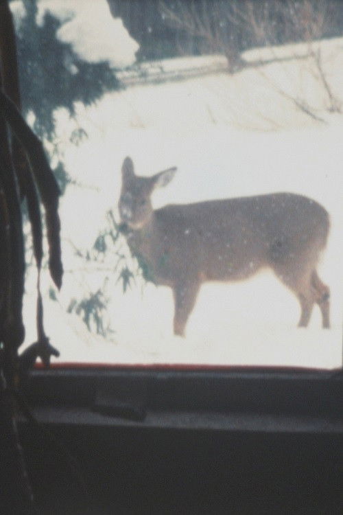 Super 8 Diary - 2000 (2000) poster