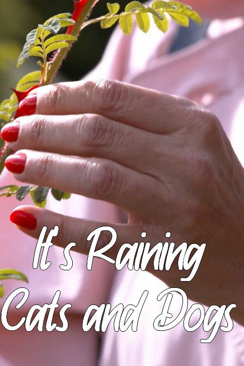 It's Raining Cats and Dogs (2022) poster