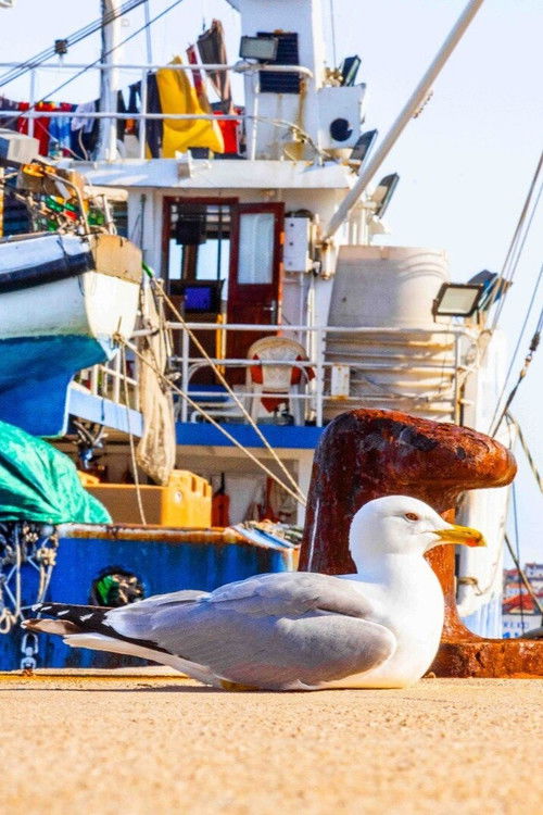 The Good Story (2023) poster