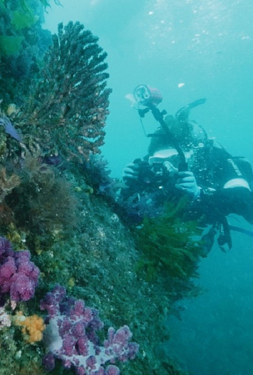 Coral Love (2023) poster