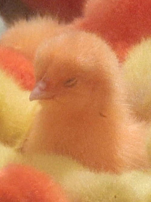 Ether Reveries (Suite for Thérèse Rivière no.2) (2017) poster