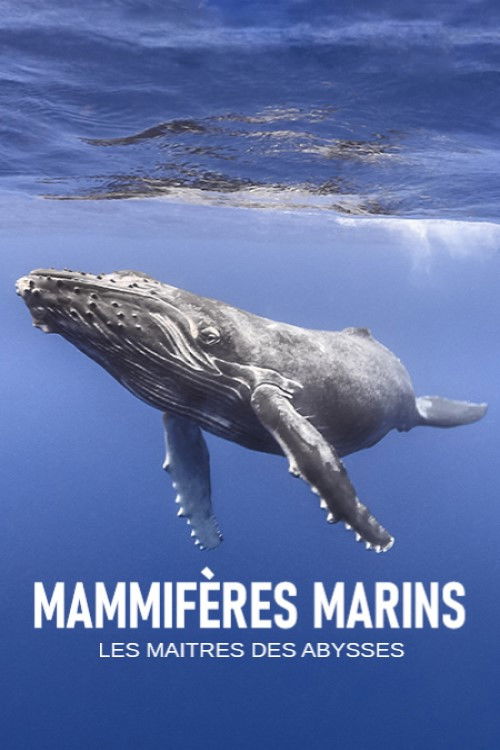 Mammifères marins, les maîtres des abysses (2018) poster