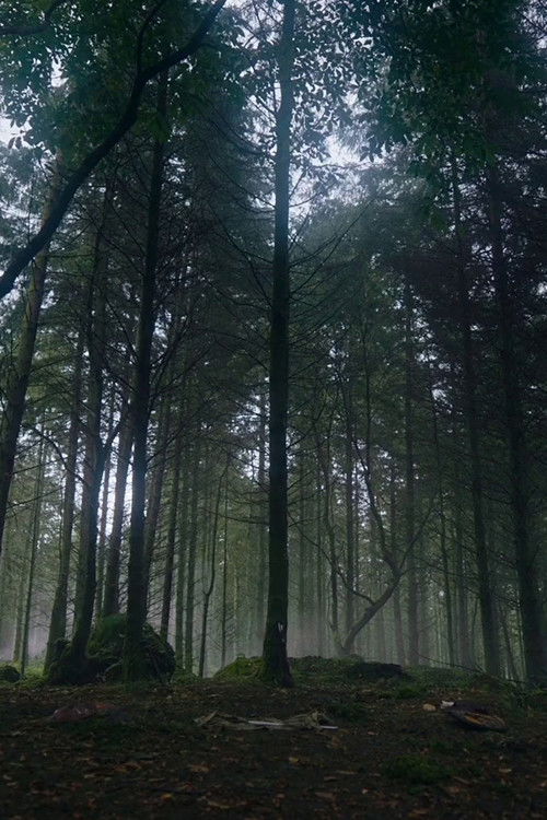 How to Grow a Walking Tree? (2022) poster