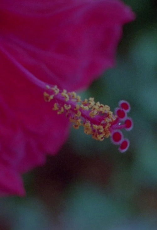 Can you spell the leaf? (2022) poster