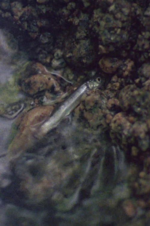 The Man Who Digs for Fish (1979) poster