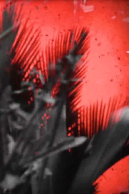 Ferns in Oakley Creek (2017) poster