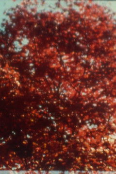 Burning (2002) poster