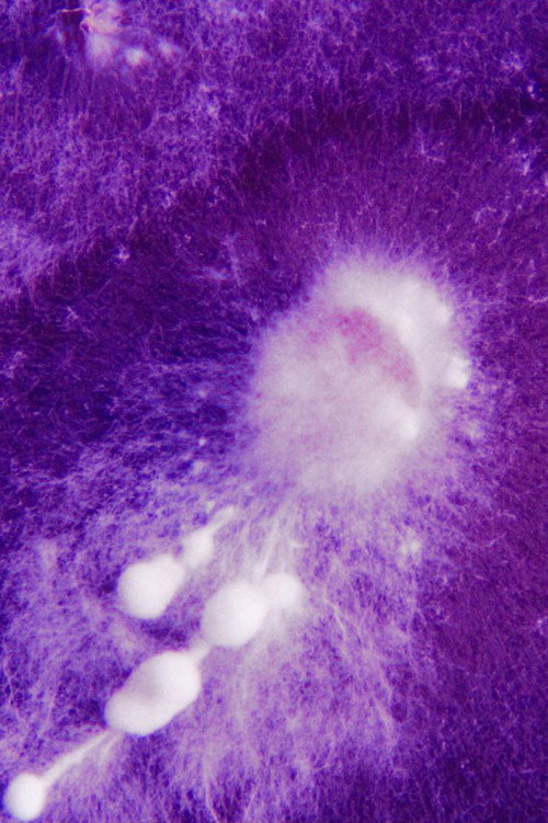 House of Spores poster