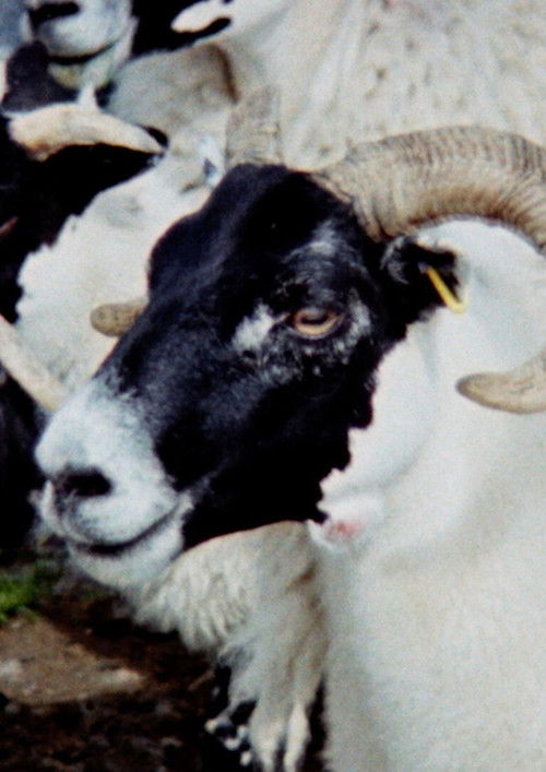 Passing Clouds (2024) poster